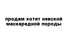 продам котят невской маскарадной породы